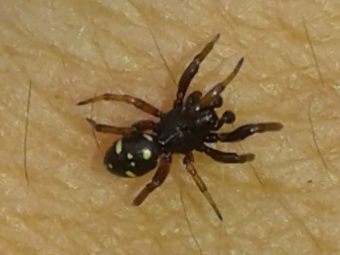 Theridiidae : maschio di Asagena phalerata?... Asagena sp.